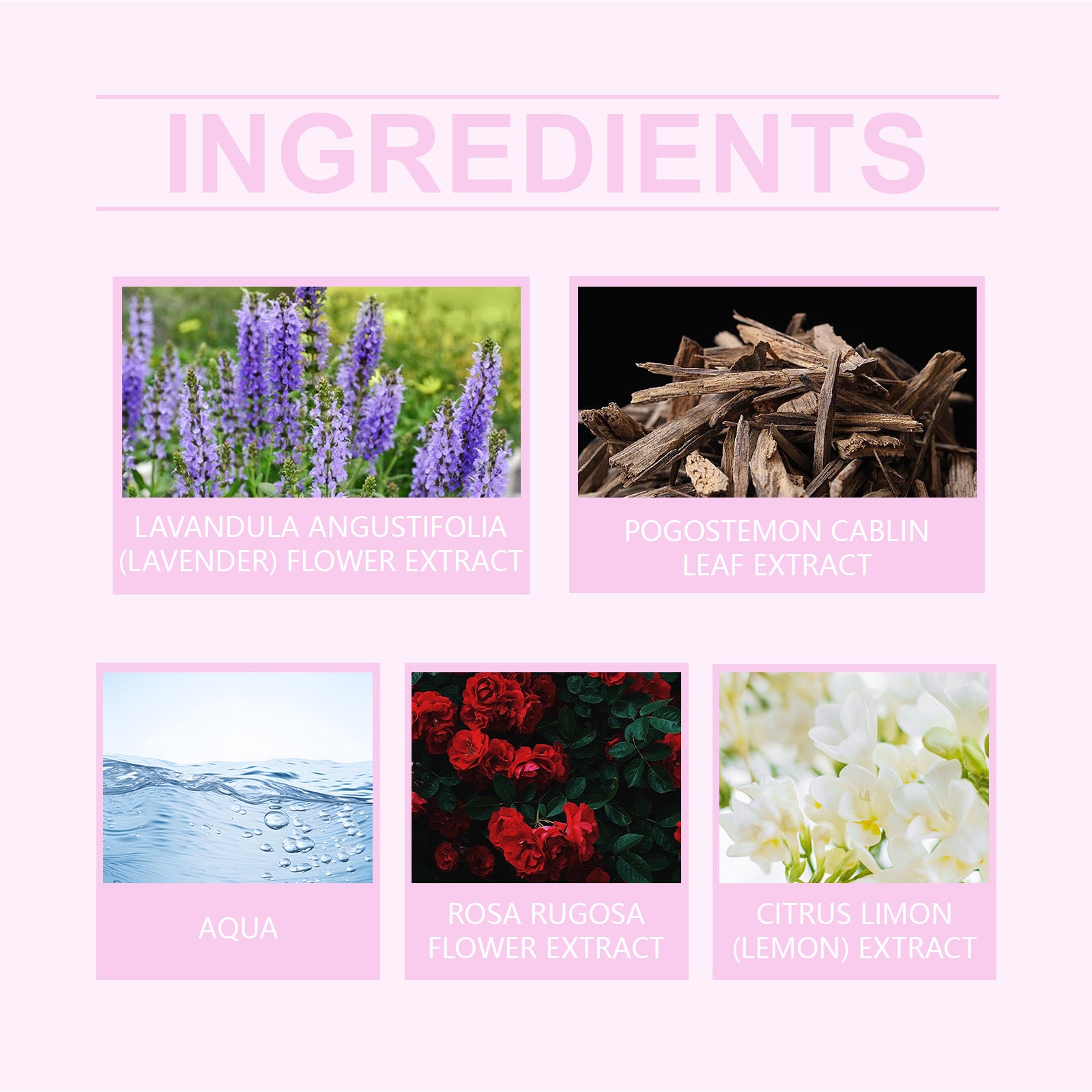 Parfum Rose Rose Roxelis — Charme Durable, Phéromone & Fragrance Légère
