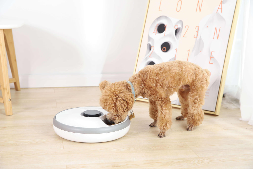 Distributeur Automatique Chat Chien 6 Repas — Minuterie Électrique